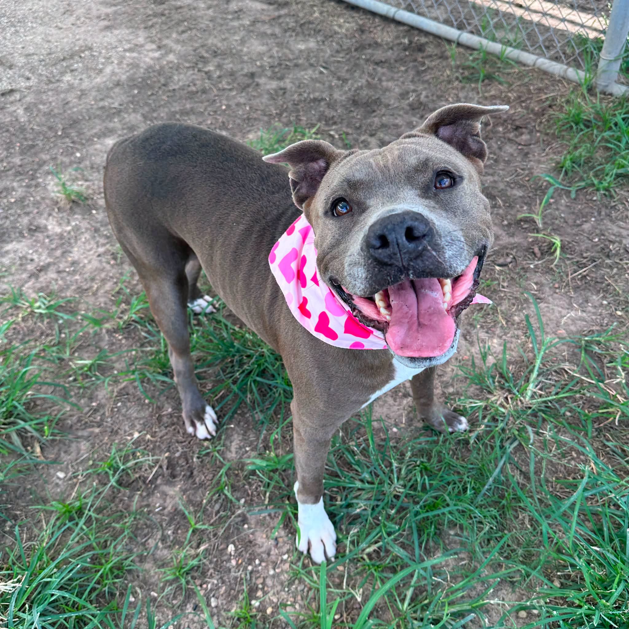 Adoptable pet photo