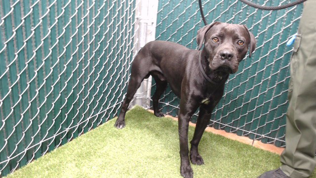 Adoptable pet photo