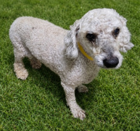 Koda Bear, a Poodle, available for adoption