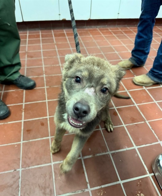 Chupie, a Bullmastiff, available for adoption
