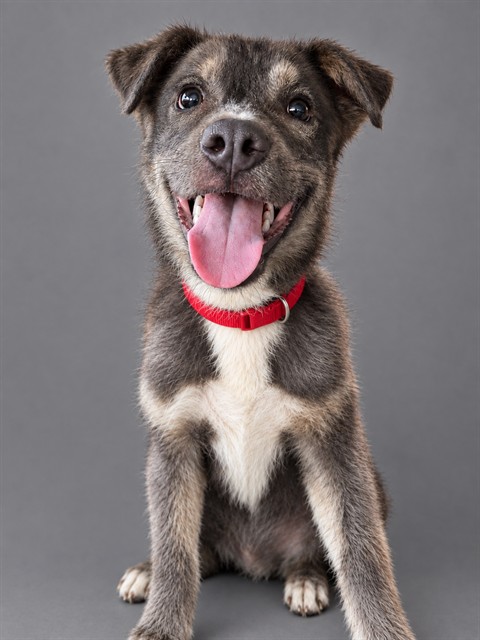Dante, a Bullmastiff, available for adoption