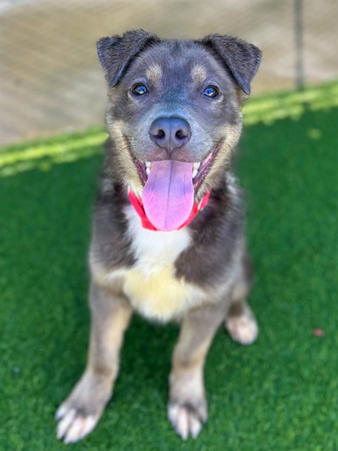 Dante, a Bullmastiff, available for adoption