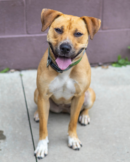 Melany, a American Staffordshire Terrier (mix breed), available for adoption