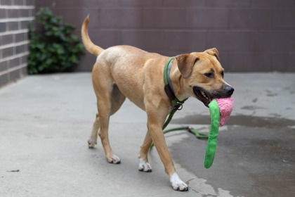 Other Photos of thie Dog