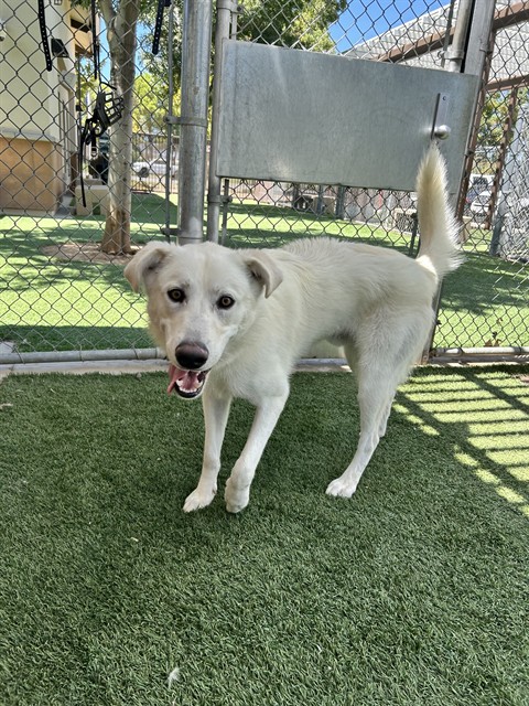 Mickey, a German Shepherd, available for adoption
