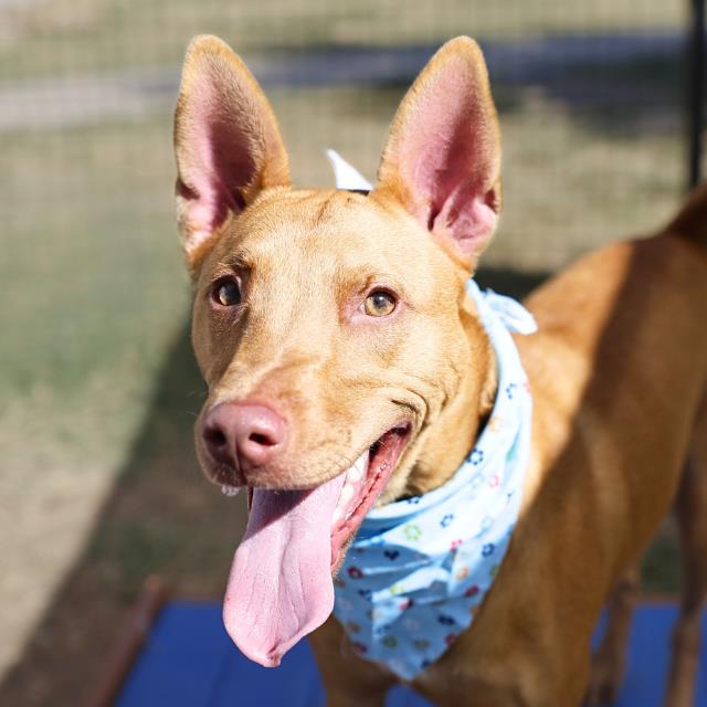 Olive, a Terrier (mix breed), available for adoption