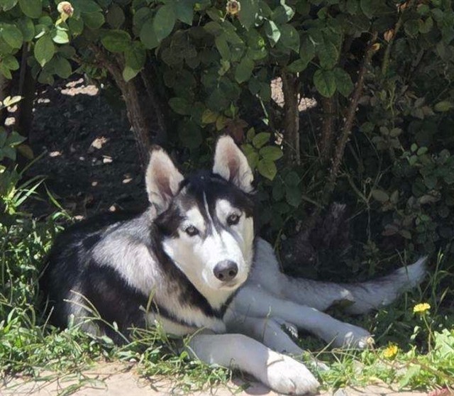Lunar, a Siberian Husky, available for adoption