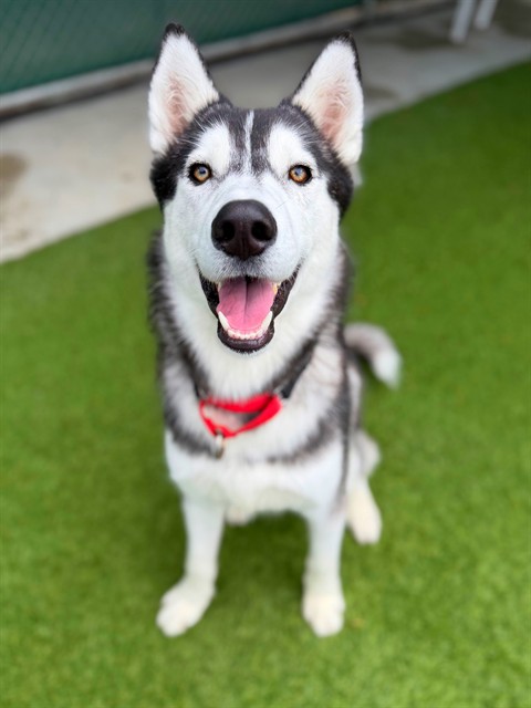 Lunar, a Siberian Husky, available for adoption
