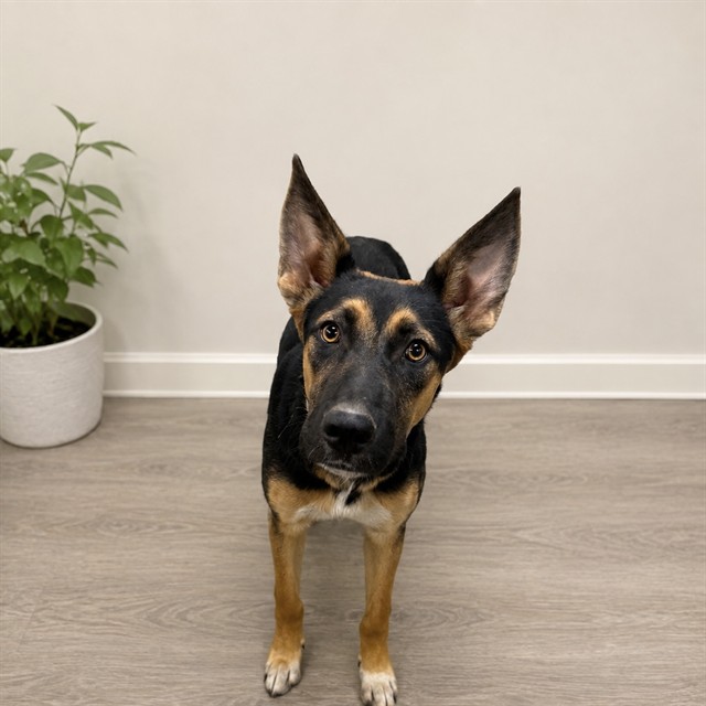 Dime, a German Shepherd, available for adoption