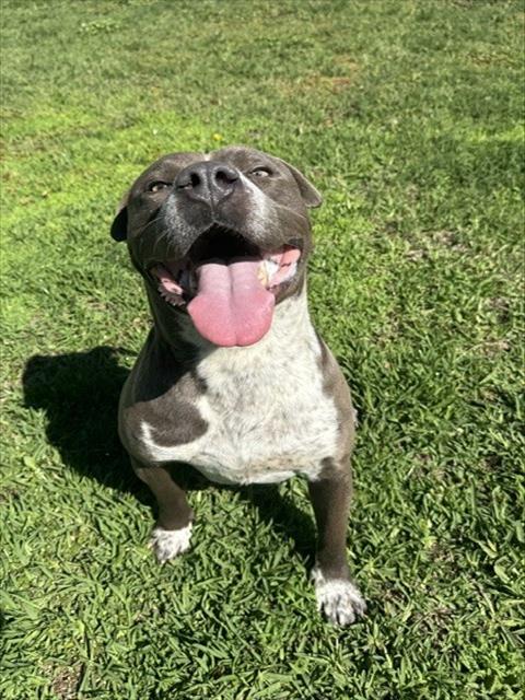 Issiah, a Pit Bull Terrier, available for adoption