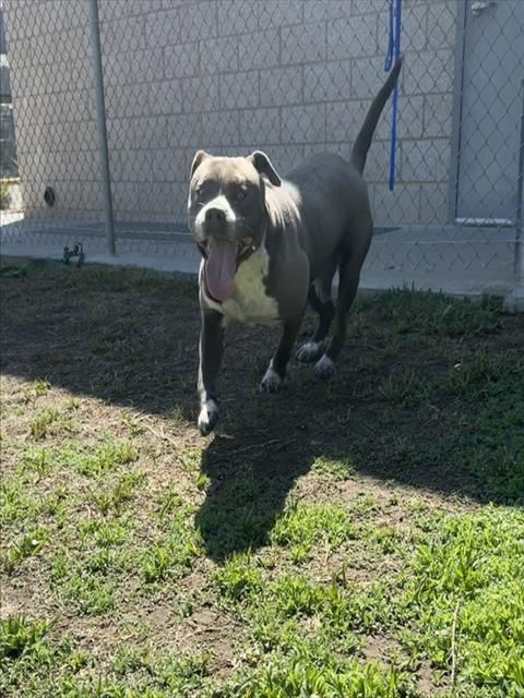 Other Photos of thie Dog