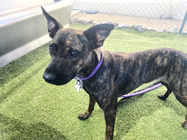Ms Silly, a Black Mouth Cur (mix breed), available for adoption