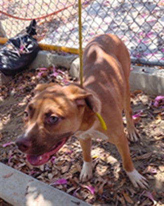 Max, a Pit Bull Terrier, available for adoption