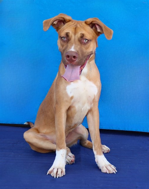 Max, a Pit Bull Terrier, available for adoption