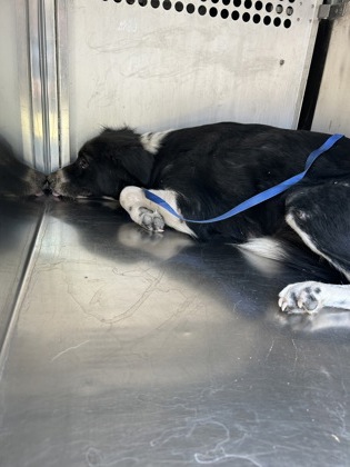 Dorothy, a Border Collie, available for adoption