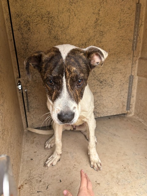 Goose, a Pit Bull Terrier (mix breed), available for adoption
