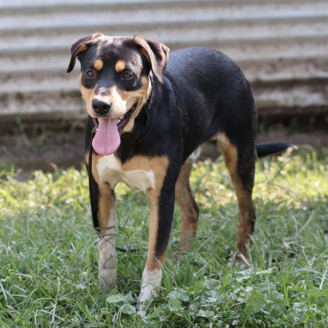 Skip, a Entlebucher, available for adoption