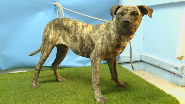 A5797965, a Cane Corso Mastiff, available for adoption