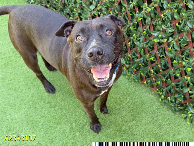 Neno, a Pit Bull Terrier, available for adoption