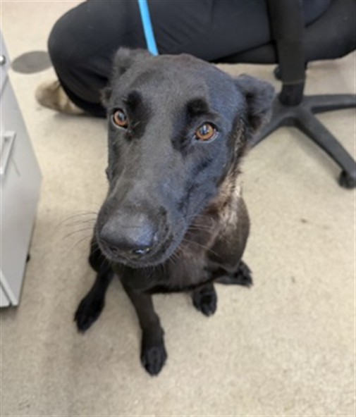 Dahlia, a Belgian Shepherd Malinois, available for adoption