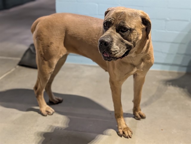 A5798642, a Mastiff, available for adoption
