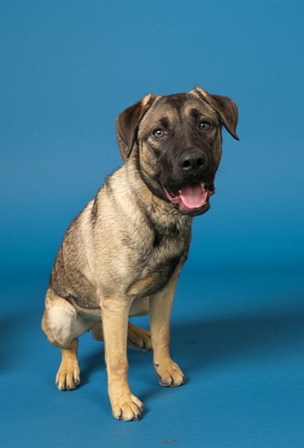 Goose, a German Shepherd, available for adoption