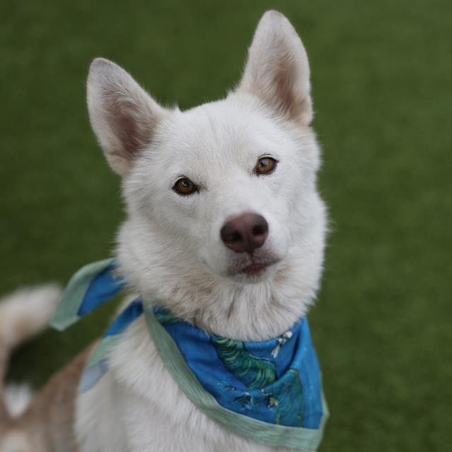 Ruth Babes, a Husky (mix breed), available for adoption
