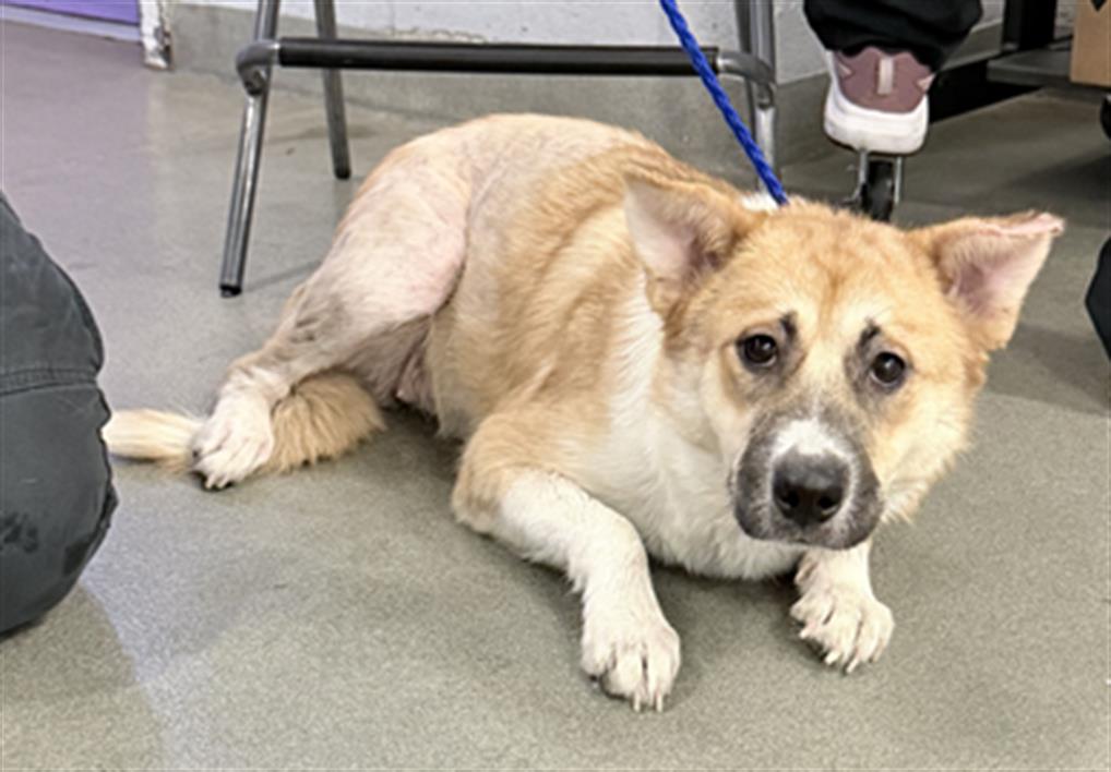 Mindy, a Akita (mix breed), available for adoption