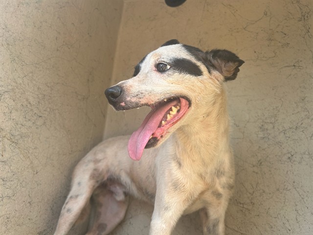A480480, a Fox Terrier, available for adoption