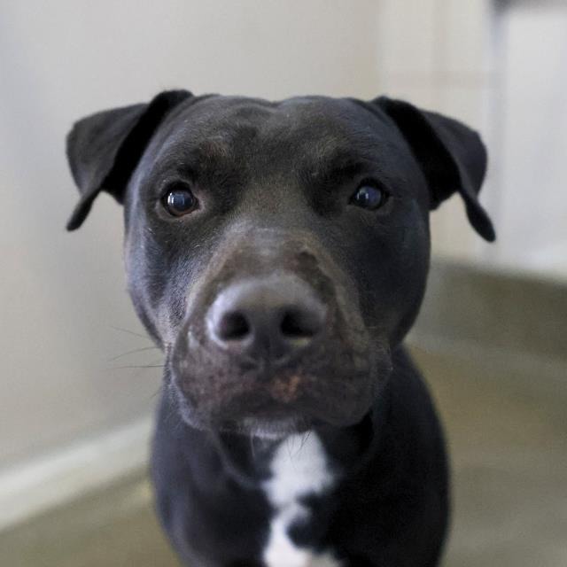 Ben, a American Staffordshire Terrier, available for adoption