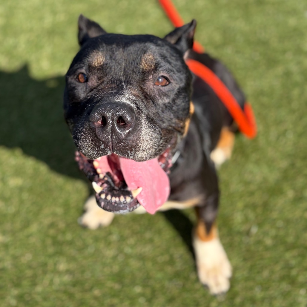 Baby, a Pit Bull Terrier (mix breed), available for adoption
