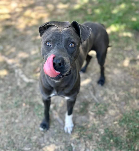 Gregory, a Pit Bull Terrier, available for adoption