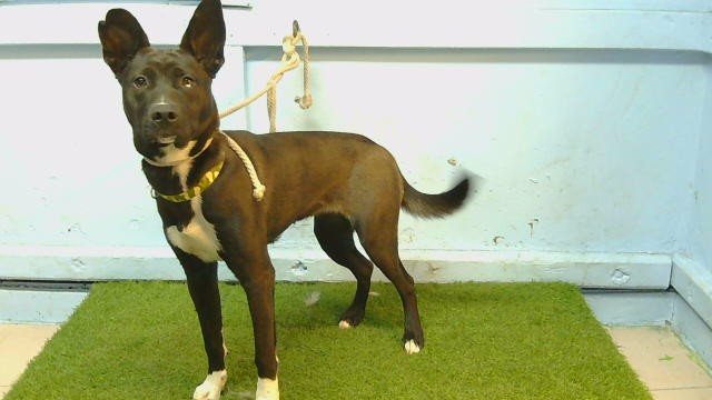 A5801129, a Labrador Retriever, available for adoption