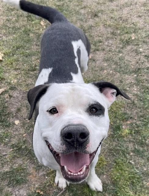 Buggy, a Pit Bull Terrier (mix breed), available for adoption