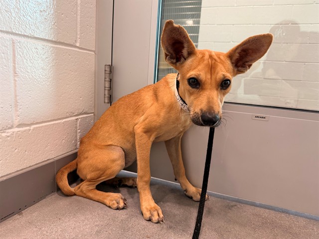 Jerboa, a Carolina Dog (mix breed), available for adoption