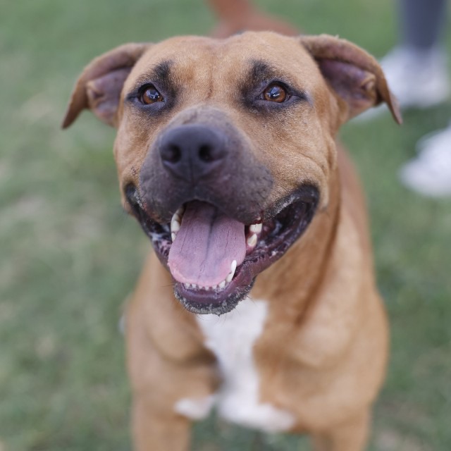 Freddy, a American Staffordshire Terrier (mix breed), available for adoption