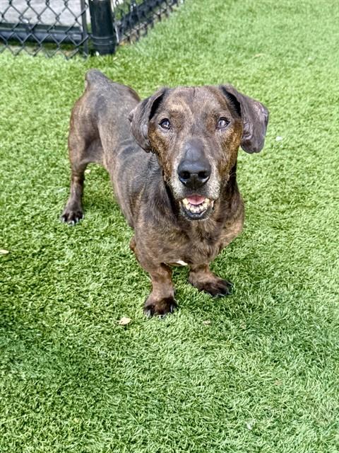 Cracker Jack, a Dachshund, available for adoption
