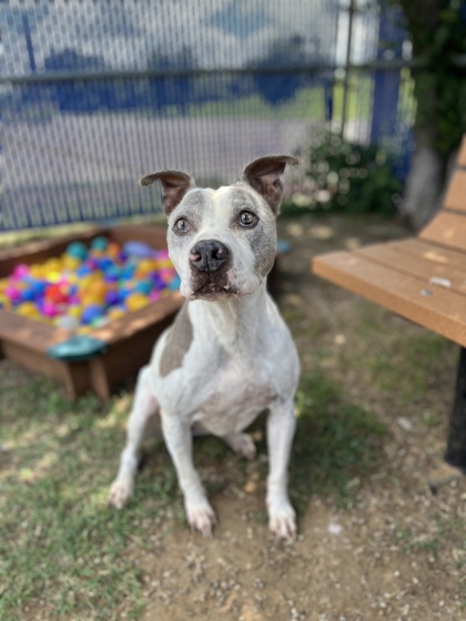 Maggie May, a Pit Bull Terrier, available for adoption