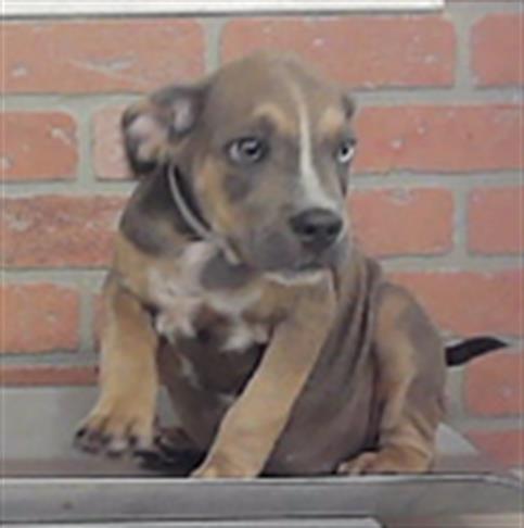 Hunter, a American Staffordshire Terrier (mix breed), available for adoption