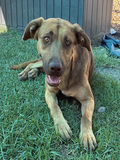 Ruby, a Shepherd (mix breed), available for adoption