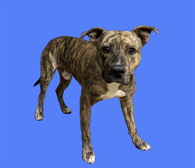 Lash, a Bullmastiff, available for adoption