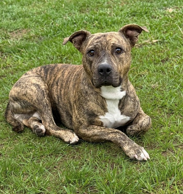 Lash, a Bullmastiff, available for adoption