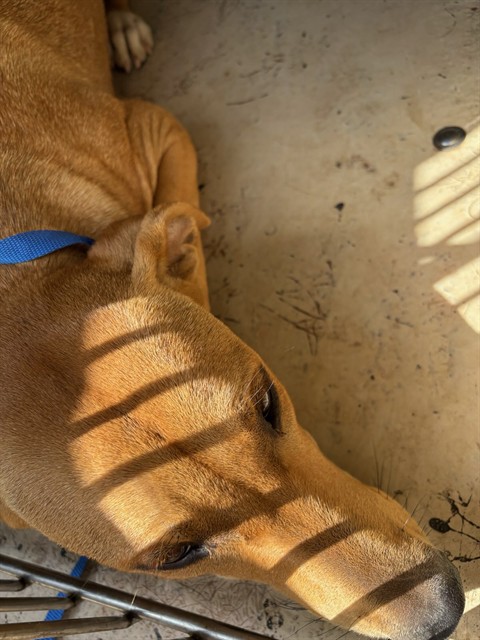A480800, a Labrador Retriever (mix breed), available for adoption