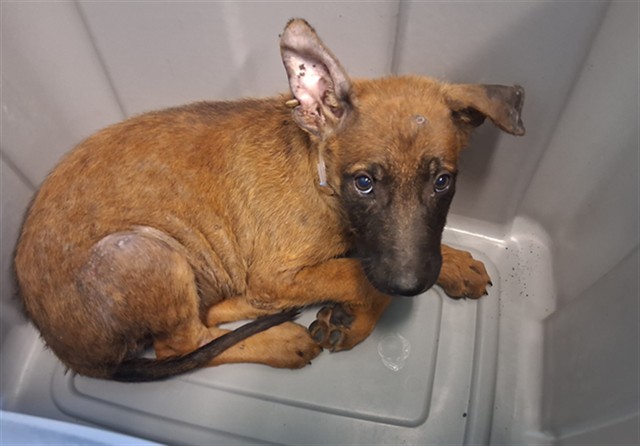 A5802085, a Belgian Shepherd Malinois, available for adoption