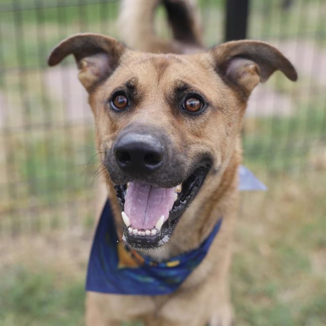 Charles, a Shepherd (mix breed), available for adoption