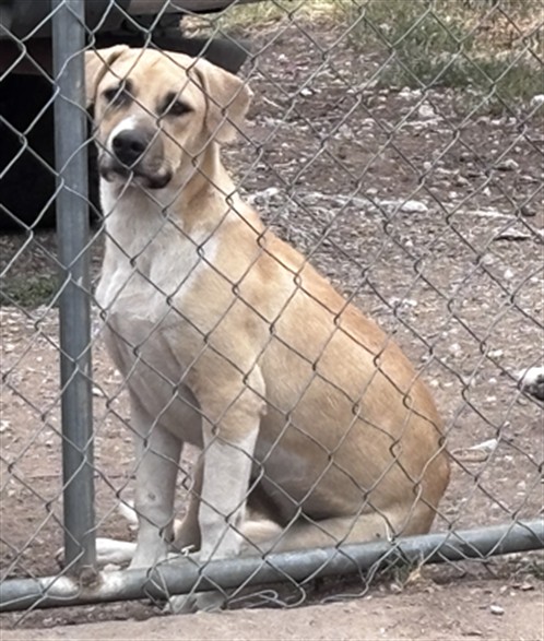 A480950, a Labrador Retriever, available for adoption