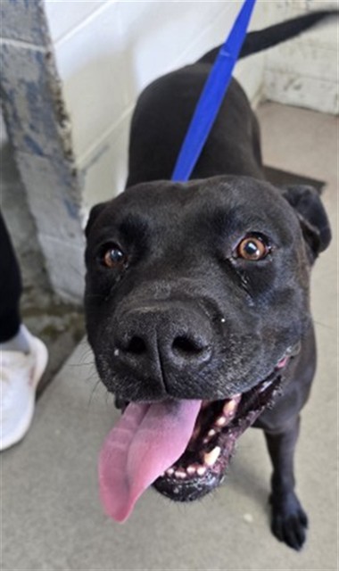Mark, a Pit Bull Terrier (mix breed), available for adoption
