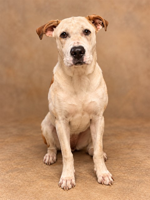 Sullivan, a Bullmastiff, available for adoption