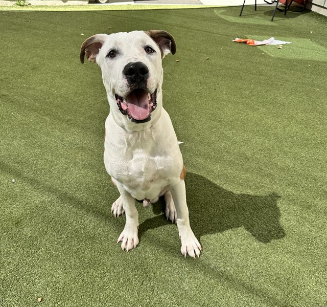 Sullivan, a Bullmastiff, available for adoption