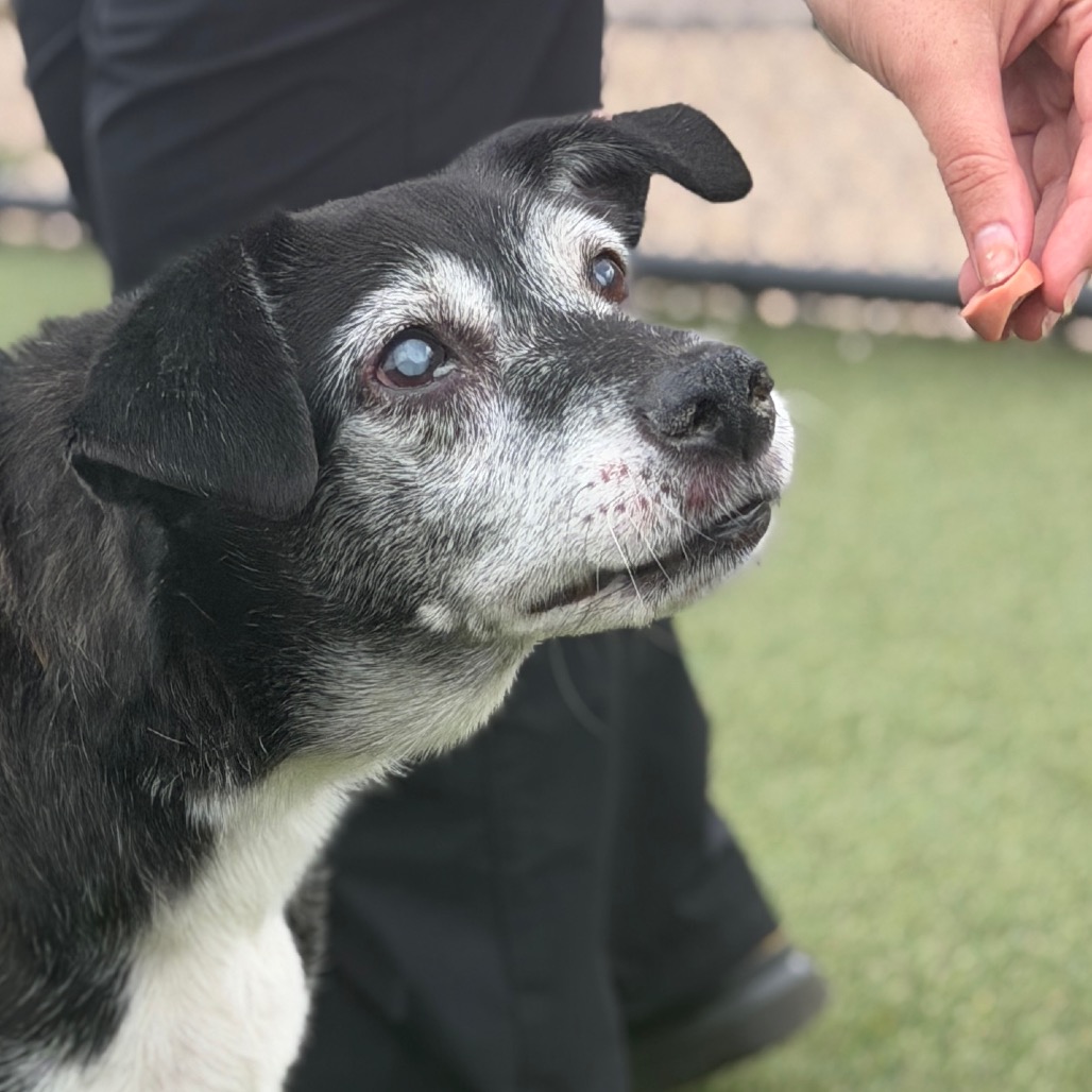 August, a Border Collie (mix breed), available for adoption